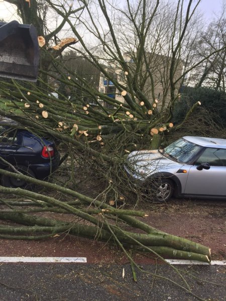 Afgebroken takken verwijderen Afgebroken boom laten verwijderen