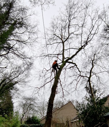 Bomen snoeien is in sommige gevallen noodzakelijk Bomen snoeien is in sommige gevallen noodzakelijk